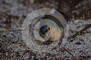 Male common chaffinch.