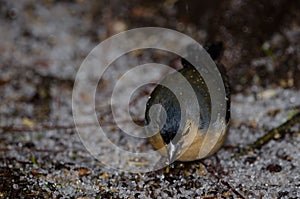 Male common chaffinch.