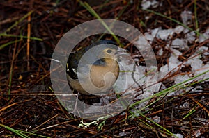 Male common chaffinch