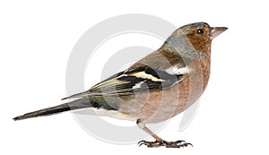 Male Common Chaffinch - Fringilla coelebs photo