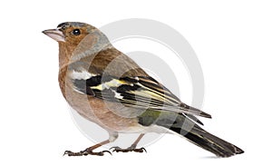 Male Common Chaffinch - Fringilla coelebs