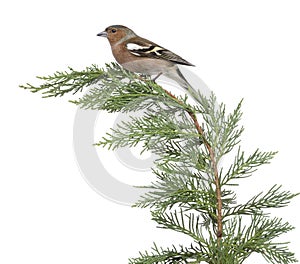 Male Common Chaffinch - Fringilla coelebs perched on a green branch