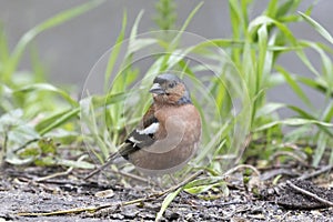 A male Common chaffinch sits on ground