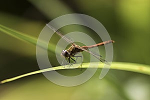 Male common darter dragonfly - Sympetrum striolatum