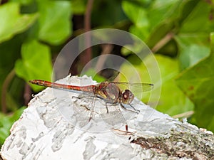 Male Common Darter (Sympetrum striolatum)