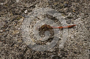 Male Common Darter Sympetrum striolatum basking on concrete beside a pond. 3