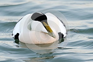 Male Common Eider