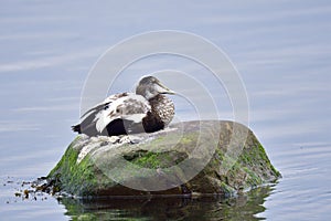 Male Common eider
