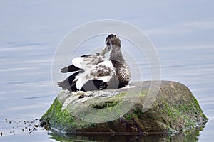 Male Common eider