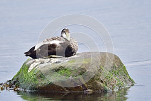 Male Common eider