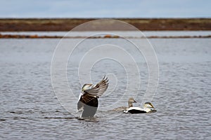 Male common eider duck flapping its wings