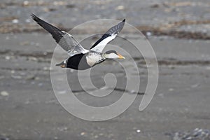 male COMMON EIDER flying over a sandy oblique summer