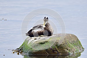 Male Common eider