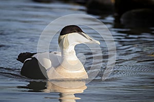 Male Common Eider (Somateria mollissima)