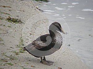 Male Common Eider, Somateria mollissima, eclipse plumage