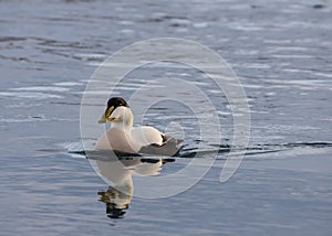 Male Common Eider Somateria mollissima in Jokulsarlon, Iceland