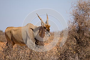 Maschio comune antilope africana antilopi alci 