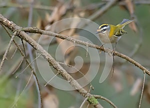 Male Common firecrest Regulus ignicapilla perched on tiny stick in breeding habitat