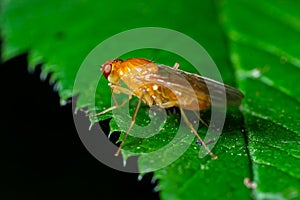 Male common fruit fly Drosophila Melanogaster sitting on a blade of grass with green foliage background