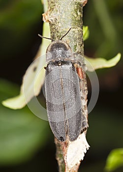 Male common glow-worm (Lampyris noctiluca)