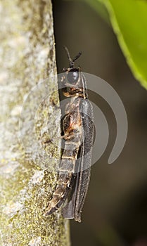 Male common glow-worm (Lampyris noctiluca)