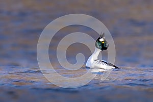 A male Common Goldeneye duck gracefully floating on water