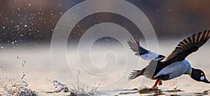 the male common goldeneye in full take-off, it literally walks on the water photo