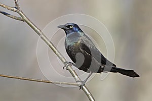 Male Common Grackle Perched on a Tree Branch photo