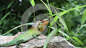 A male common green forest lizard in breeding colors changes the lizard\'s colors from red to green