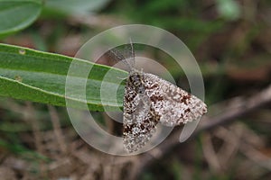 Male Common Heath Moth (Ematurga atomaria)