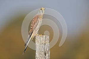 A male common kestrel Falco tinnunculus making him self small cause of the danger of an hawk.