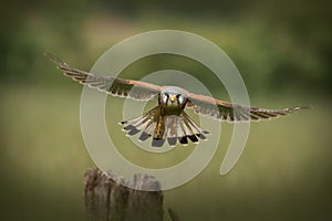 Male Common Kestrel flying towards the camera