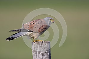 A male common kestrel perched and eating a mouse. Perched on a wooden pole in front of a beautiful green meado photo