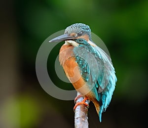 Male common kingfisher