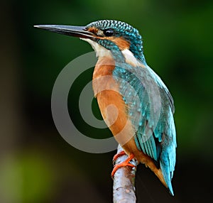 Male common kingfisher