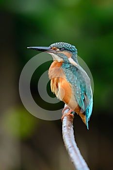 Male common kingfisher