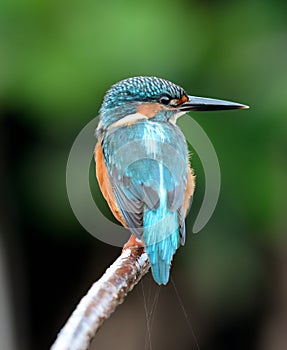 Male common kingfisher