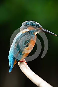 Male common kingfisher