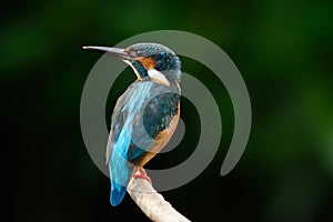 Male common kingfisher