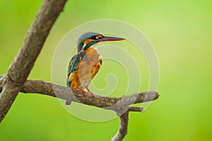 Male Common Kingfisher