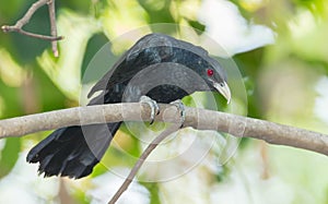 Male Common Koel