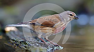 Male Common Linnet sits near a shore of puddle in spring