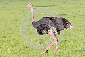 Male Common or Masai Ostrich Strutting In Masai Mara