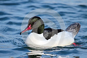 Male common merganser or goosander