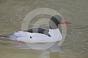 Male Common Merganser, Mergus merganser