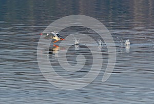 Male Common Merganser taking flight photo