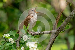 Male Common nightingale Luscinia megarhynchos sits on a branch