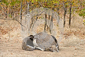 Common Ostrich