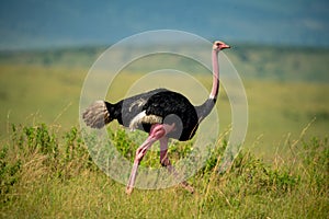 Male common ostrich runs through long grass
