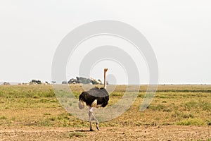 Male common ostrich Struthio camels in Serengeti